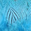 Hareline Strung Silver Pheasant Body Feathers (Silver Doctor Blue)