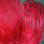 Hareline Strung Silver Pheasant Body Feathers (Claret)