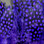 Hareline Strung Guinea Feathers (Purple)