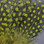 Hareline Strung Guinea Feathers (Olive)