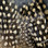 Hareline Strung Guinea Feathers (Tan)