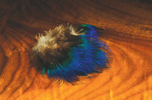 Blue Peacock Neck Feathers