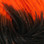 Hot Tipped Crazy Legs (Black/Flo. Oange Tipped)
