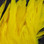 Hareline Strung Schlappen (Yellow)