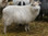 Icelandic Sheep Streamer Hair