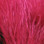 Hareline Marabou Strung Blood Quills (Wine)