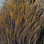 Hareline Deer Belly Hair Dyed Over White (Brown)