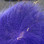 Arctic Fox Tail Hair (Purple)