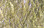 Hareline UV Polar Chenille (Gold UV)