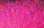 Hareline UV Polar Chenille (Flo. Fuchsia)
