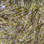 Hareline UV Micro Polar Chenille (UV Gold)