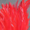 Hareline Dyed Over White Strung Saddle Hackle (Red)