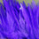 Hareline Dyed Over White Strung Saddle Hackle (Purple)