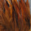 Hareline Dyed Over White Strung Saddle Hackle (Fiery Brown)