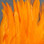 Hareline Dyed Over White Strung Saddle Hackle (Fire Orange)