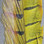 Ringneck Pheasant Tail Feathers (Yellow)