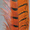Ringneck Pheasant Tail Feathers (Orange)