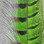 Ringneck Pheasant Tail Feathers (Green)
