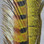 Ringneck Pheasant Tail Feathers (Olive)