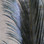 Ringneck Pheasant Tail Feathers (Black)