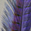 Ringneck Pheasant Tail Feathers (Purple)