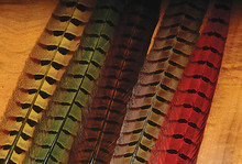 Ringneck Pheasant Tail Feathers- Yellow, Olive, Brown, Natural, Red (shown left to right)