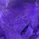 Hareline Mallard Flank Feathers (Purple)