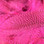 Hareline Mallard Flank Feathers (Hot Pink)