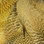 Hareline Mallard Flank Feathers (Wood Duck Tan)