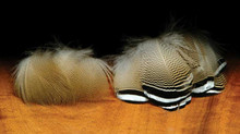 Hareline Woodduck Flank Feathers- Lemon Woodduck (left) and Barred (right) 