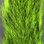 Hareline Gray Squirrel Tail (Green)