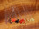 Hareline Epoxy Mono Crab Eyes
