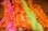 Hareline Two Toned Crosscut Rabbit Strips (Left to Right- Hot Orange Tipped Flo. Hot Pink, White Tipped Hot Orange, Chartreuse Tipped Green Chartreuse, Yellow Tipped Hot Orange)