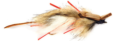 Lynch's White Bellied Mouse