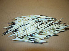 American Porcupine Quills - Fly Tying & Crafts- Natural White
