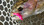 Mop Fly- Mopchu Picchu Worm- Pink