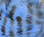 Hareline Black Barred Rabbit Strips (Baby Blue)