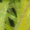 Hareline Dubbin Mini Flat Fly Braid / Yellow Pearl