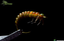 Hise's Anabolic Rhyacophila Caddis Larva