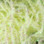 Hareline Midge Cactus Chenille / Cream