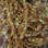 Hareline Midge Cactus Chenille / Medium Brown
