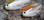 We-X-Waters baitfish tied on an AHREX PR320 Nordic Predator Stinger Fly Tying Hook