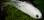 White Woolhead Streamer Upside-Down by Henrik Kure Nielsen on an AHREX PR380 Nordic Texas Predator Fly Tying Hook
