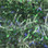 Hareline Black Barred UV Life Flex Wrap (Flo. Chartreuse)