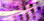 Hareline Black Barred Groovy Bunny Strips (Flo. Cerise/Purple/White)