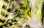 Hareline Black Barred Groovy Bunny Strips (Yellow/Chart./Purple)