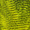 Hareline Fine Black Barred Marabou (Yellow)