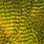 Hareline Fine Black Barred Marabou (Sunburst Yellow)
