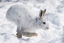 Nature's Spirit Snowshoe Rabbit Foot