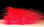Letera's Magnum Streamer Dubbing- Red Roe